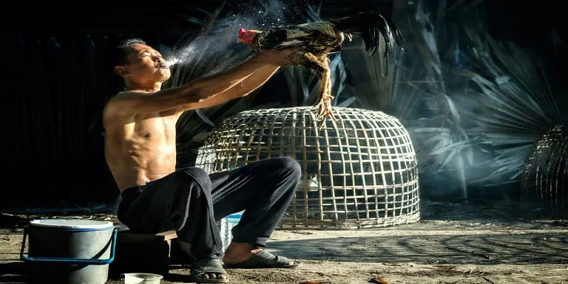 Bí Quyết Chọn Giống Đỉnh Cao