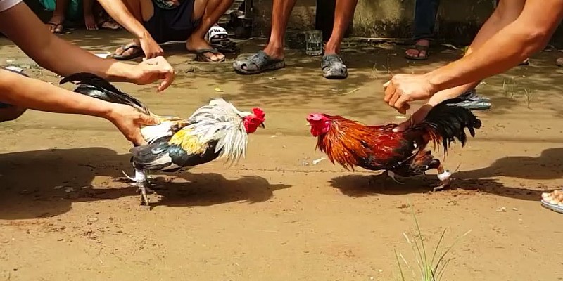 Nơi Sức Mạnh Và Lòng Kiêu Hãnh Tại XIN88